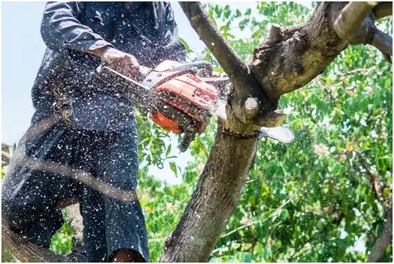 tree services DeSales University